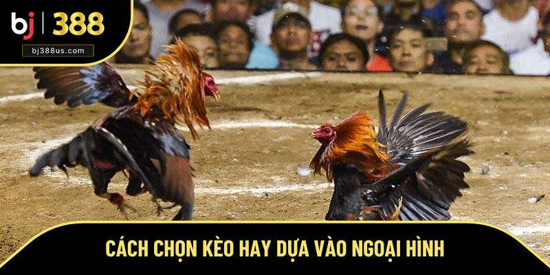 Cách chọn kèo đá gà online dựa vào ngoại hình