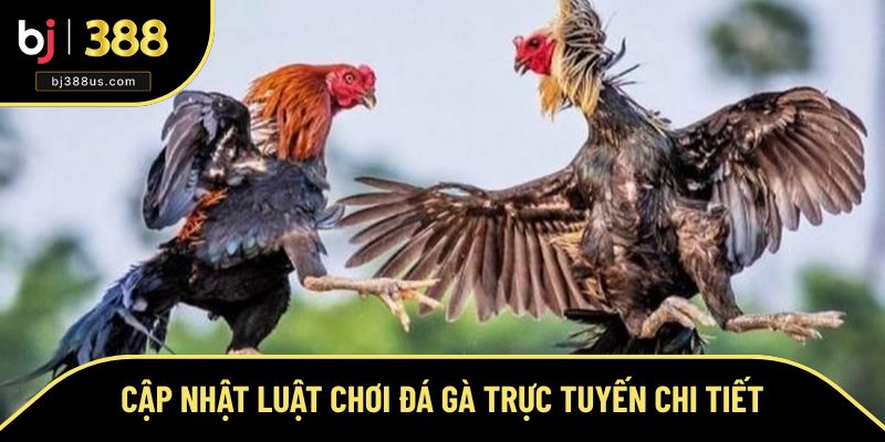 Cập nhật luật chơi đá gà trực tuyến chi tiết