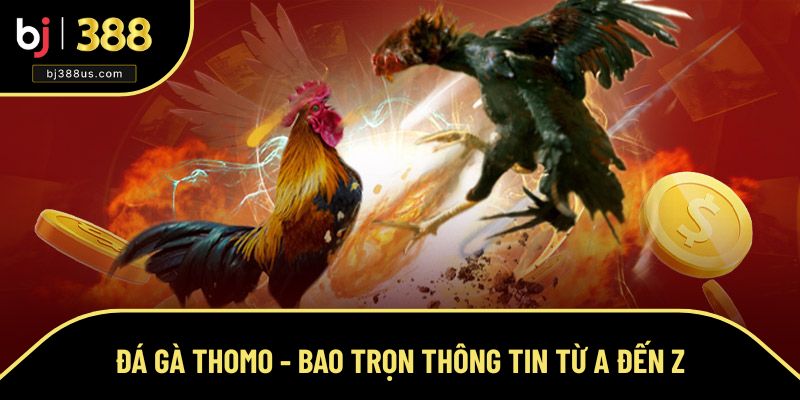 Đá gà Thomo và thông tin tổng hợp xung quanh