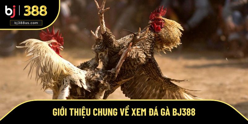 Tổng quan về hình thức xem đá gà trực tuyến Tổng quan về hình thức xem đá gà trực tuyến