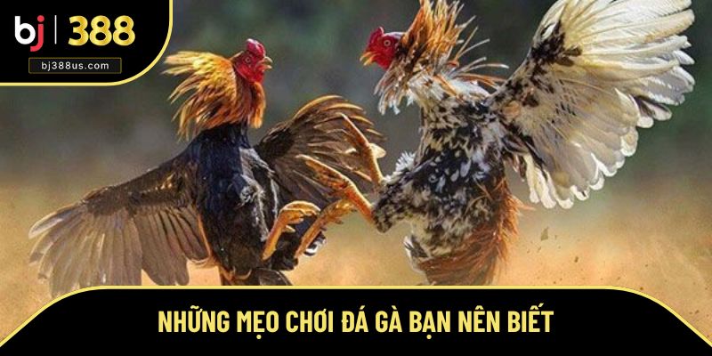 Mẹo chơi đá gà hữu ích nhất 